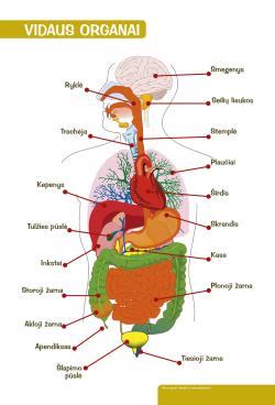 Žmogaus vidaus organai